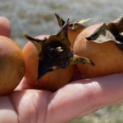 Persimmon Harvest, Work Ethic, and The Legend of Sleepy Hollow