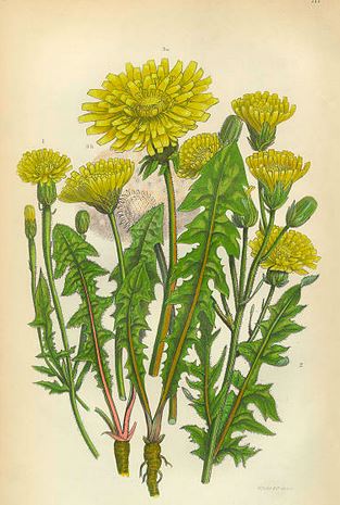 “Nature’s Abundance – Foraging Dandelions in the 1930s”
